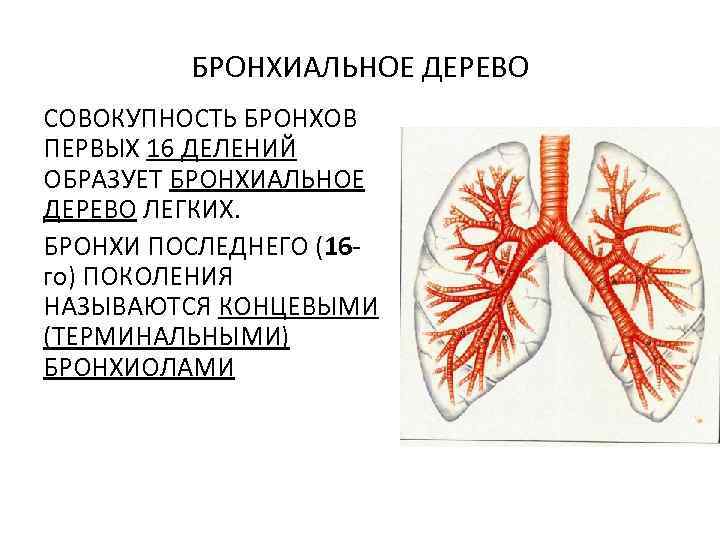 БРОНХИАЛЬНОЕ ДЕРЕВО СОВОКУПНОСТЬ БРОНХОВ ПЕРВЫХ 16 ДЕЛЕНИЙ ОБРАЗУЕТ БРОНХИАЛЬНОЕ ДЕРЕВО ЛЕГКИХ. БРОНХИ ПОСЛЕДНЕГО (16