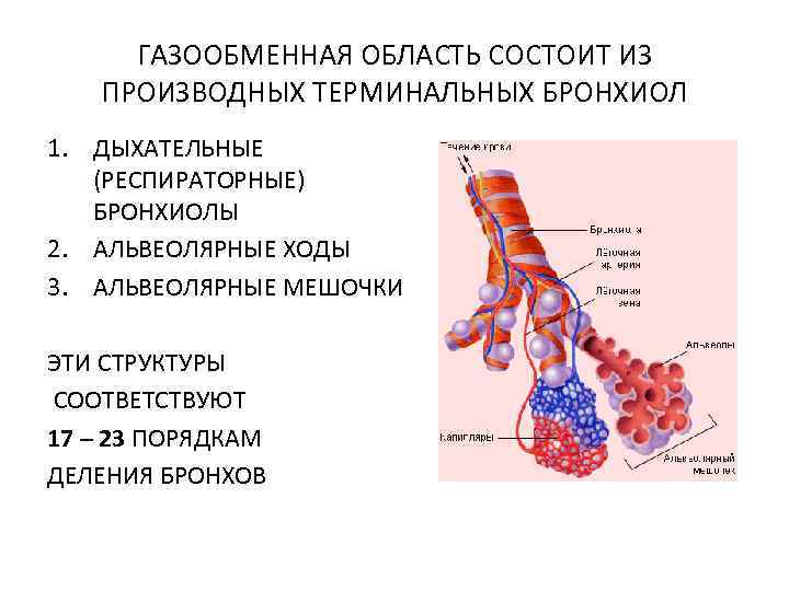 ГАЗООБМЕННАЯ ОБЛАСТЬ СОСТОИТ ИЗ ПРОИЗВОДНЫХ ТЕРМИНАЛЬНЫХ БРОНХИОЛ 1. ДЫХАТЕЛЬНЫЕ (РЕСПИРАТОРНЫЕ) БРОНХИОЛЫ 2. АЛЬВЕОЛЯРНЫЕ ХОДЫ