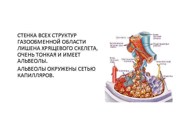 СТЕНКА ВСЕХ СТРУКТУР ГАЗООБМЕННОЙ ОБЛАСТИ ЛИШЕНА ХРЯЩЕВОГО СКЕЛЕТА, ОЧЕНЬ ТОНКАЯ И ИМЕЕТ АЛЬВЕОЛЫ ОКРУЖЕНЫ