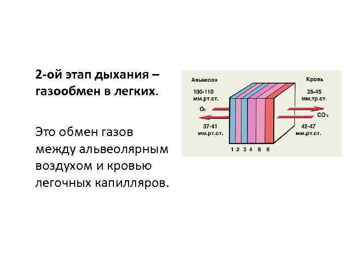 2 -ой этап дыхания – газообмен в легких. Это обмен газов между альвеолярным воздухом