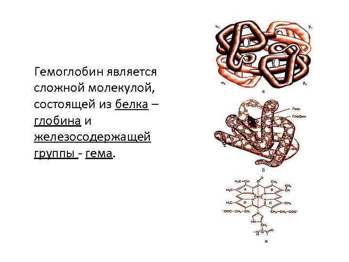 Гемоглобин является сложной молекулой, состоящей из белка – глобина и железосодержащей группы - гема.