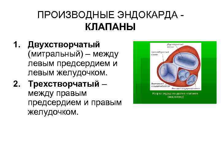 ПРОИЗВОДНЫЕ ЭНДОКАРДА КЛАПАНЫ 1. Двухстворчатый (митральный) – между левым предсердием и левым желудочком. 2.