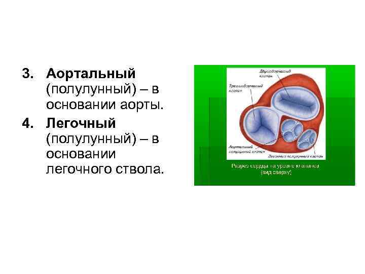 3. Аортальный (полулунный) – в основании аорты. 4. Легочный (полулунный) – в основании легочного