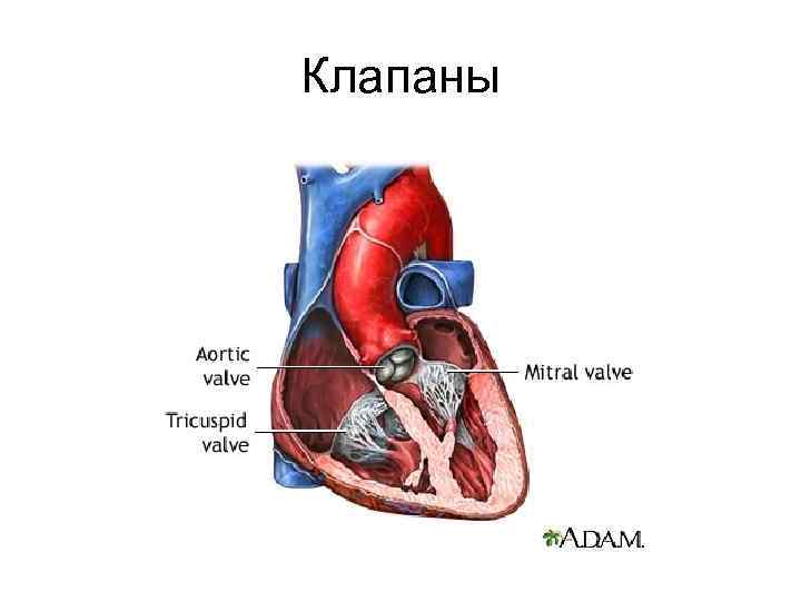 Клапаны 