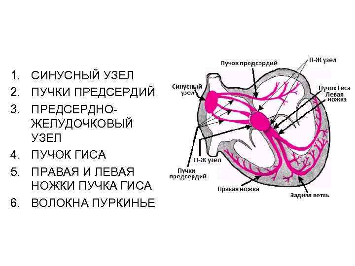 1. СИНУСНЫЙ УЗЕЛ 2. ПУЧКИ ПРЕДСЕРДИЙ 3. ПРЕДСЕРДНОЖЕЛУДОЧКОВЫЙ УЗЕЛ 4. ПУЧОК ГИСА 5. ПРАВАЯ