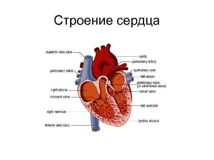 Строение сердца 
