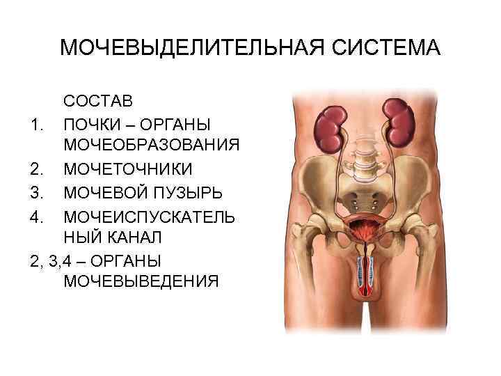 МОЧЕВЫДЕЛИТЕЛЬНАЯ СИСТЕМА СОСТАВ 1. ПОЧКИ – ОРГАНЫ МОЧЕОБРАЗОВАНИЯ 2. МОЧЕТОЧНИКИ 3. МОЧЕВОЙ ПУЗЫРЬ 4.