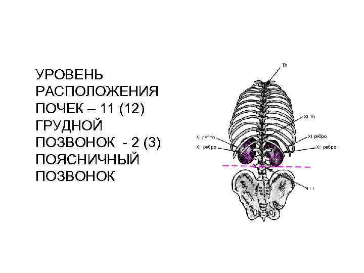 УРОВЕНЬ РАСПОЛОЖЕНИЯ ПОЧЕК – 11 (12) ГРУДНОЙ ПОЗВОНОК - 2 (3) ПОЯСНИЧНЫЙ ПОЗВОНОК 
