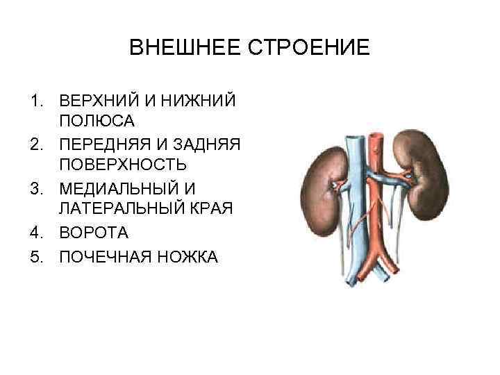 ВНЕШНЕЕ СТРОЕНИЕ 1. ВЕРХНИЙ И НИЖНИЙ ПОЛЮСА 2. ПЕРЕДНЯЯ И ЗАДНЯЯ ПОВЕРХНОСТЬ 3. МЕДИАЛЬНЫЙ