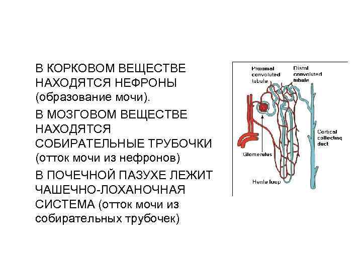 В КОРКОВОМ ВЕЩЕСТВЕ НАХОДЯТСЯ НЕФРОНЫ (образование мочи). В МОЗГОВОМ ВЕЩЕСТВЕ НАХОДЯТСЯ СОБИРАТЕЛЬНЫЕ ТРУБОЧКИ (отток