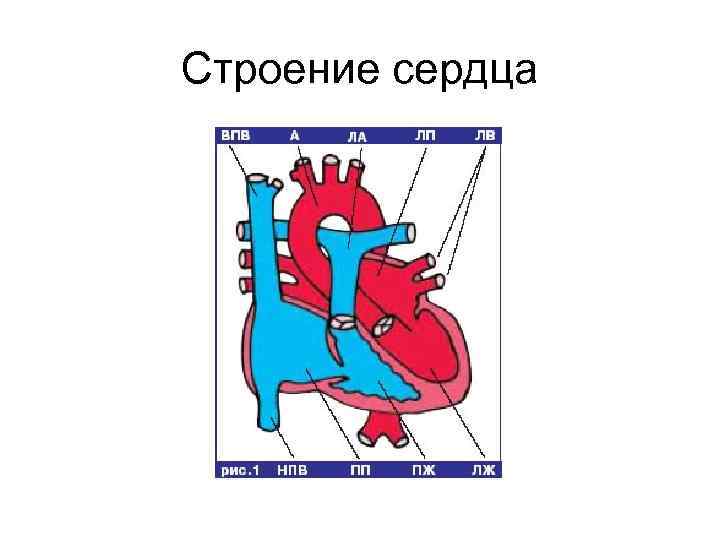 Строение сердца 