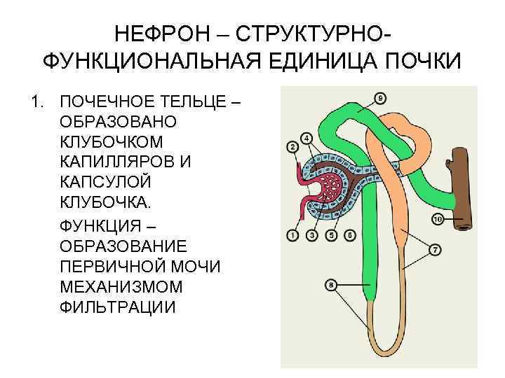 НЕФРОН – СТРУКТУРНОФУНКЦИОНАЛЬНАЯ ЕДИНИЦА ПОЧКИ 1. ПОЧЕЧНОЕ ТЕЛЬЦЕ – ОБРАЗОВАНО КЛУБОЧКОМ КАПИЛЛЯРОВ И КАПСУЛОЙ