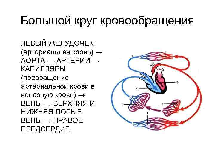 Большой круг кровообращения ЛЕВЫЙ ЖЕЛУДОЧЕК (артериальная кровь) → АОРТА → АРТЕРИИ → КАПИЛЛЯРЫ (превращение