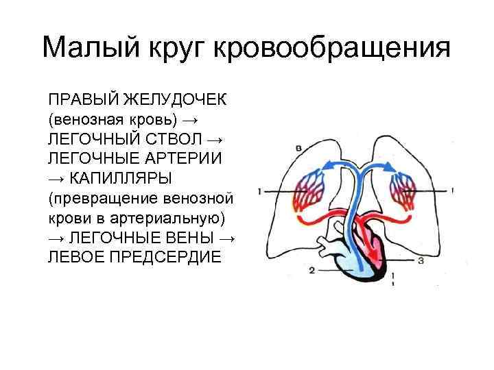 Малый круг кровообращения ПРАВЫЙ ЖЕЛУДОЧЕК (венозная кровь) → ЛЕГОЧНЫЙ СТВОЛ → ЛЕГОЧНЫЕ АРТЕРИИ →