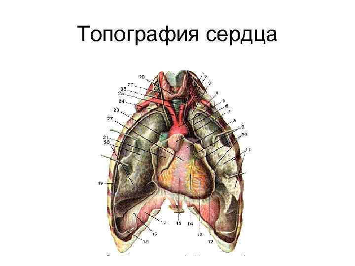 Топография сердца 