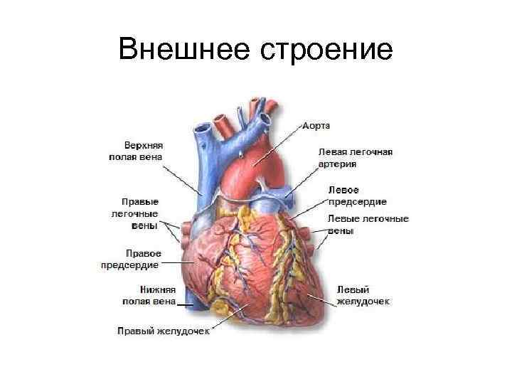 Внешнее строение 