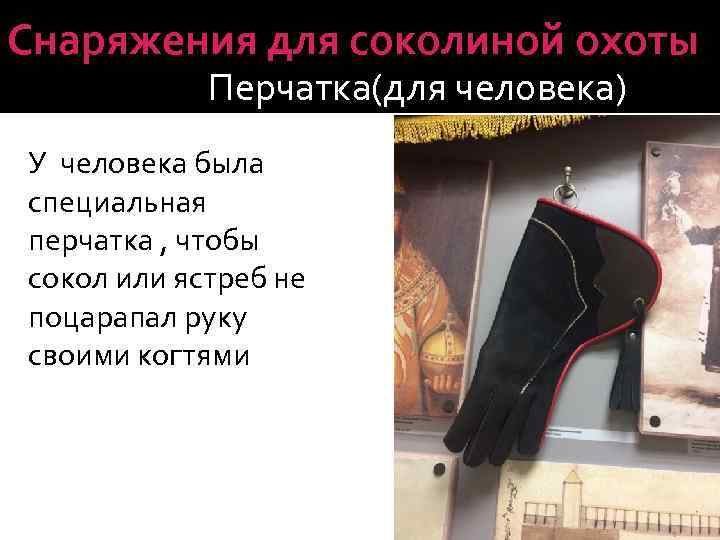 Снаряжения для соколиной охоты Перчатка(для человека) У человека была специальная перчатка , чтобы сокол