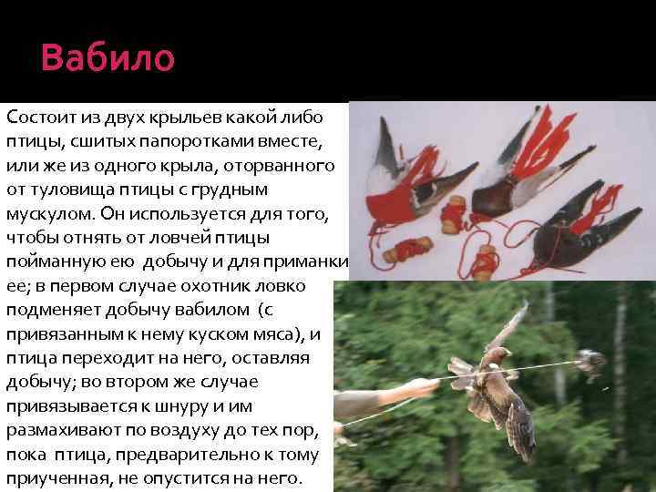 Вабило Состоит из двух крыльев какой либо птицы, сшитых папоротками вместе, или же из