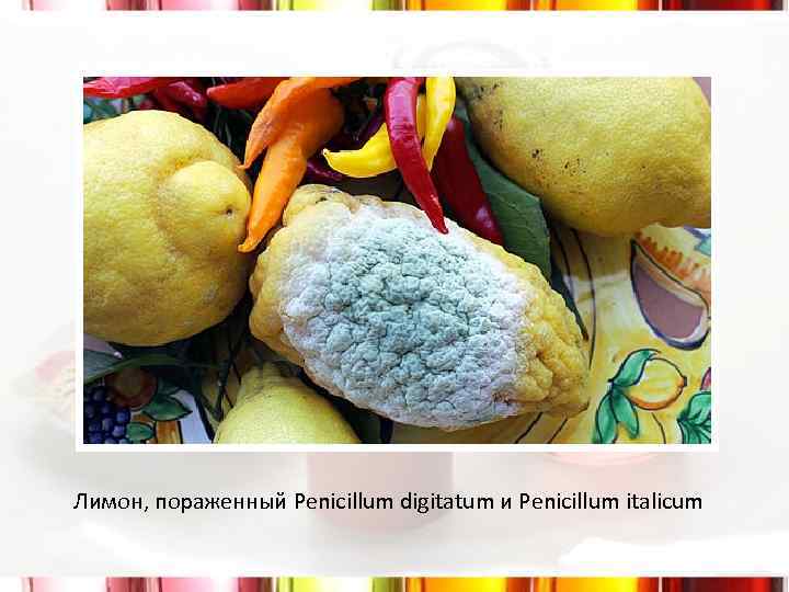 Лимон, пораженный Penicillum digitatum и Penicillum italicum 