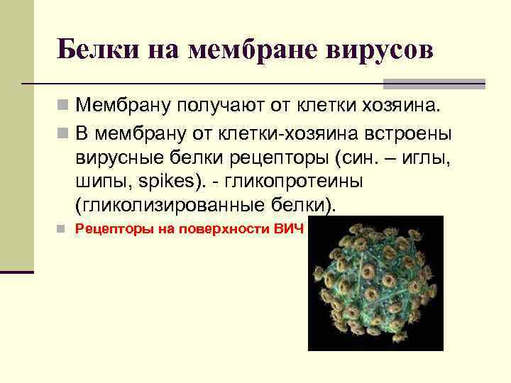 Белки на мембране вирусов n Мембрану получают от клетки хозяина. n В мембрану от