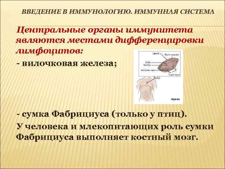 ВВЕДЕНИЕ В ИММУНОЛОГИЮ. ИММУННАЯ СИСТЕМА Центральные органы иммунитета являются местами дифференцировки лимфоцитов: - вилочковая