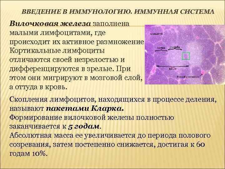 ВВЕДЕНИЕ В ИММУНОЛОГИЮ. ИММУННАЯ СИСТЕМА Вилочковая железа заполнена малыми лимфоцитами, где происходит их активное