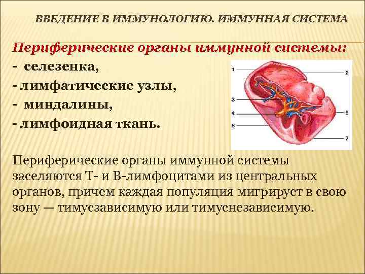 ВВЕДЕНИЕ В ИММУНОЛОГИЮ. ИММУННАЯ СИСТЕМА Периферические органы иммунной системы: - селезенка, - лимфатические узлы,