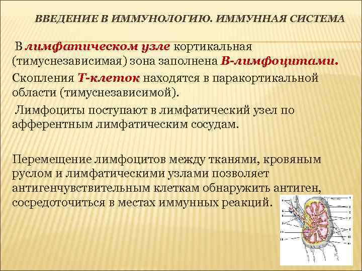 ВВЕДЕНИЕ В ИММУНОЛОГИЮ. ИММУННАЯ СИСТЕМА В лимфатическом узле кортикальная (тимуснезависимая) зона заполнена В-лимфоцитами. Скопления