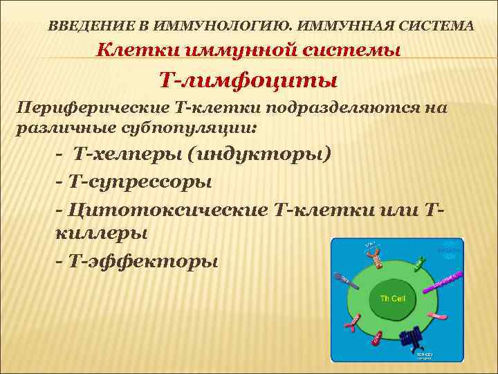 ВВЕДЕНИЕ В ИММУНОЛОГИЮ. ИММУННАЯ СИСТЕМА Клетки иммунной системы Т-лимфоциты Периферические Т-клетки подразделяются на различные