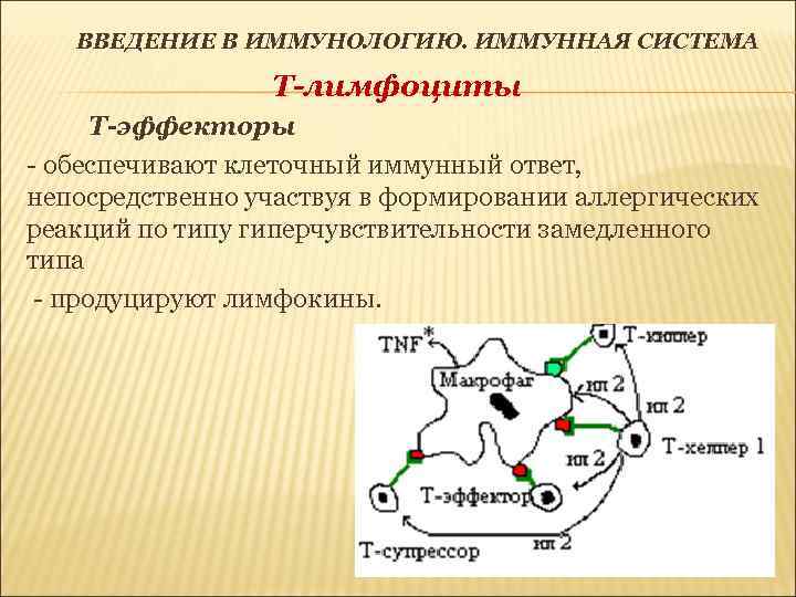 ВВЕДЕНИЕ В ИММУНОЛОГИЮ. ИММУННАЯ СИСТЕМА Т-лимфоциты Т-эффекторы - обеспечивают клеточный иммунный ответ, непосредственно участвуя