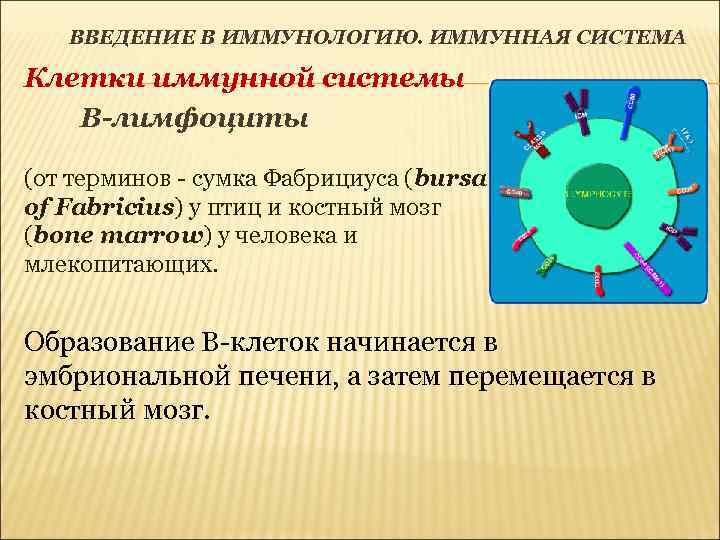 ВВЕДЕНИЕ В ИММУНОЛОГИЮ. ИММУННАЯ СИСТЕМА Клетки иммунной системы В-лимфоциты (от терминов - сумка Фабрициуса