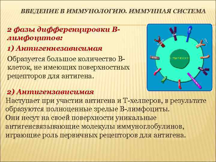 ВВЕДЕНИЕ В ИММУНОЛОГИЮ. ИММУННАЯ СИСТЕМА 2 фазы дифференцировки Влимфоцитов: 1) Антигеннезависимая Образуется большое количество