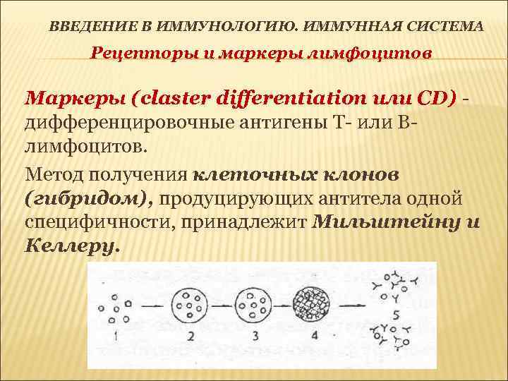 ВВЕДЕНИЕ В ИММУНОЛОГИЮ. ИММУННАЯ СИСТЕМА Рецепторы и маркеры лимфоцитов Маркеры (claster differentiation или CD)