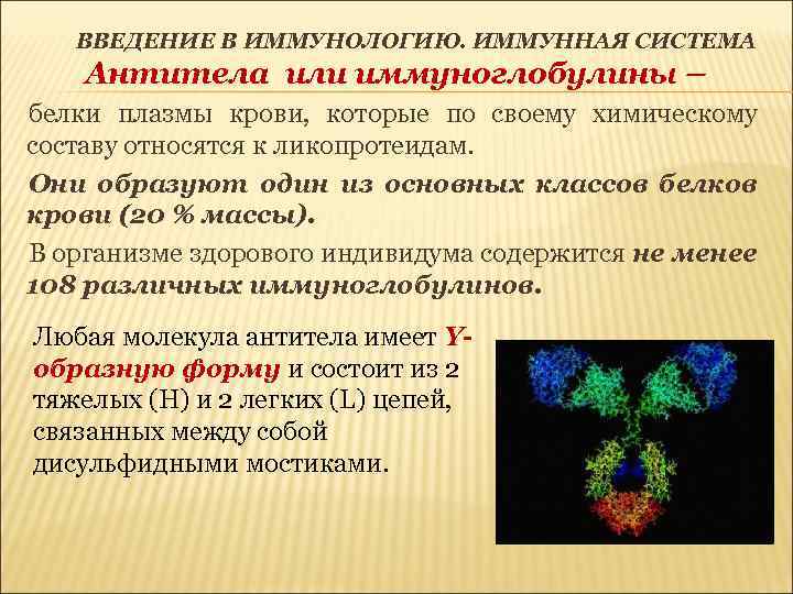 ВВЕДЕНИЕ В ИММУНОЛОГИЮ. ИММУННАЯ СИСТЕМА Антитела или иммуноглобулины – белки плазмы крови, которые по