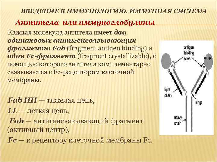 ВВЕДЕНИЕ В ИММУНОЛОГИЮ. ИММУННАЯ СИСТЕМА Антитела или иммуноглобулины Каждая молекула антитела имеет два одинаковых