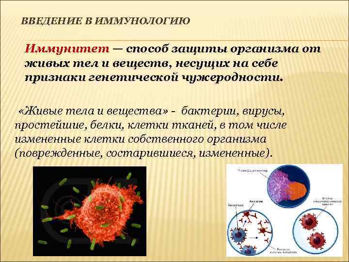 ВВЕДЕНИЕ В ИММУНОЛОГИЮ Иммунитет — способ защиты организма от живых тел и веществ, несущих