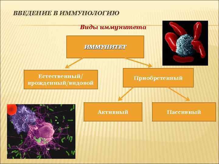 ВВЕДЕНИЕ В ИММУНОЛОГИЮ Виды иммунитета ИММУНИТЕТ Естественный/ врожденный/видовой Приобретенный Активный Пассивный 