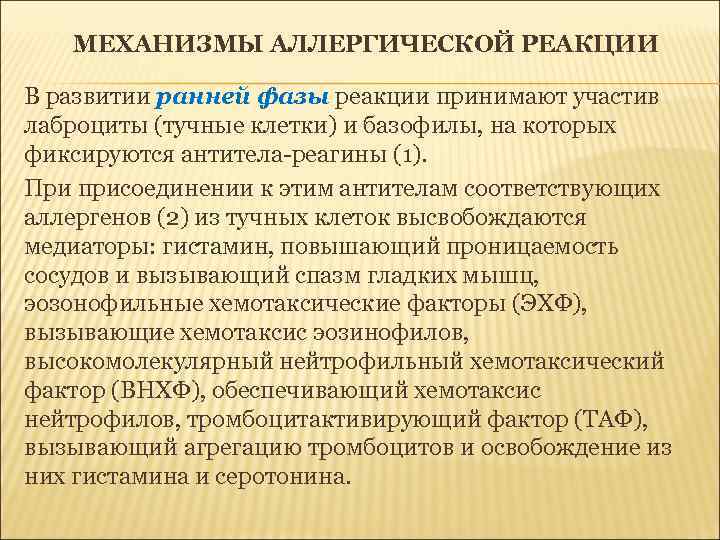 МЕХАНИЗМЫ АЛЛЕРГИЧЕСКОЙ РЕАКЦИИ В развитии ранней фазы реакции принимают участив лаброциты (тучные клетки) и