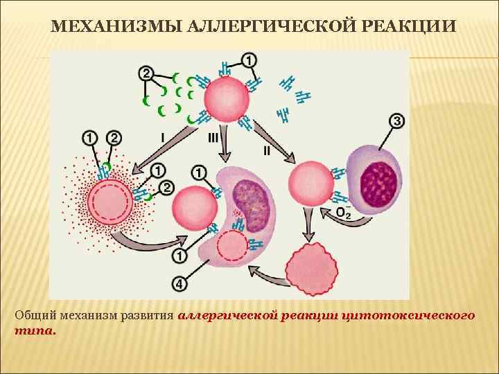 МЕХАНИЗМЫ АЛЛЕРГИЧЕСКОЙ РЕАКЦИИ Общий механизм развития аллергической реакции цитотоксического типа. 