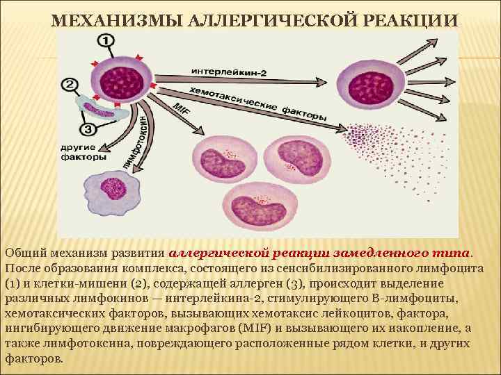 МЕХАНИЗМЫ АЛЛЕРГИЧЕСКОЙ РЕАКЦИИ Общий механизм развития аллергической реакции замедленного типа. После образования комплекса, состоящего