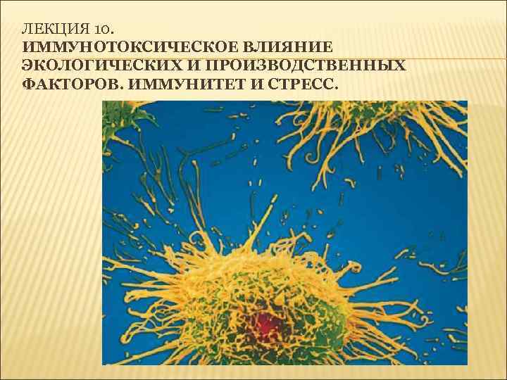 ЛЕКЦИЯ 10. ИММУНОТОКСИЧЕСКОЕ ВЛИЯНИЕ ЭКОЛОГИЧЕСКИХ И ПРОИЗВОДСТВЕННЫХ ФАКТОРОВ. ИММУНИТЕТ И СТРЕСС. 