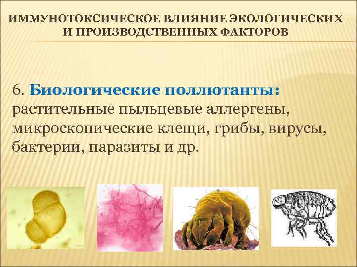 ИММУНОТОКСИЧЕСКОЕ ВЛИЯНИЕ ЭКОЛОГИЧЕСКИХ И ПРОИЗВОДСТВЕННЫХ ФАКТОРОВ 6. Биологические поллютанты: растительные пыльцевые аллергены, микроскопические клещи,