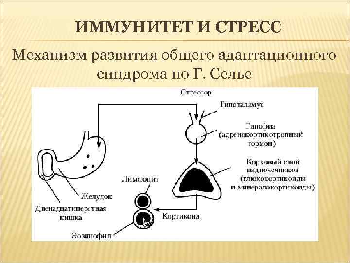 ИММУНИТЕТ И СТРЕСС Механизм развития общего адаптационного синдрома по Г. Селье 