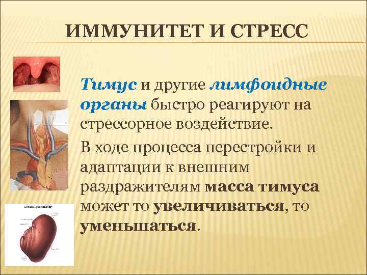 ИММУНИТЕТ И СТРЕСС Тимус и другие лимфоидные органы быстро реагируют на стрессорное воздействие. В