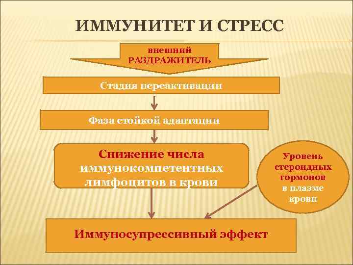 ИММУНИТЕТ И СТРЕСС внешний РАЗДРАЖИТЕЛЬ Стадия переактивации Фаза стойкой адаптации Снижение числа иммунокомпетентных лимфоцитов