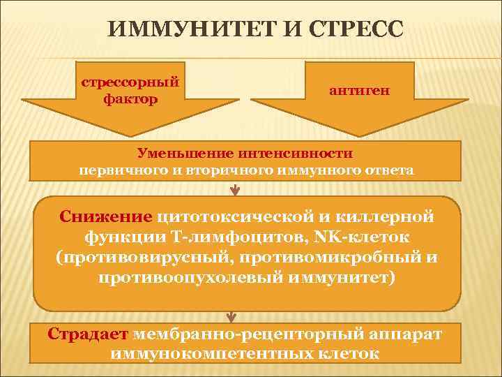 ИММУНИТЕТ И СТРЕСС стрессорный фактор антиген Уменьшение интенсивности первичного и вторичного иммунного ответа Снижение