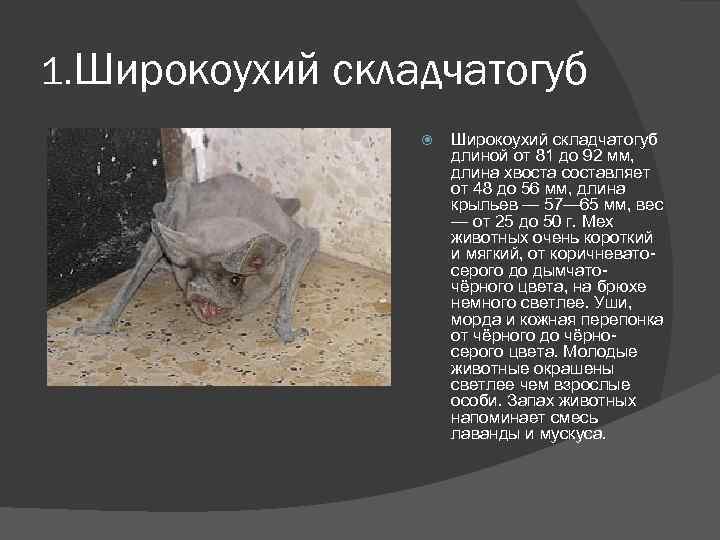 1. Широкоухий складчатогуб длиной от 81 до 92 мм, длина хвоста составляет от 48