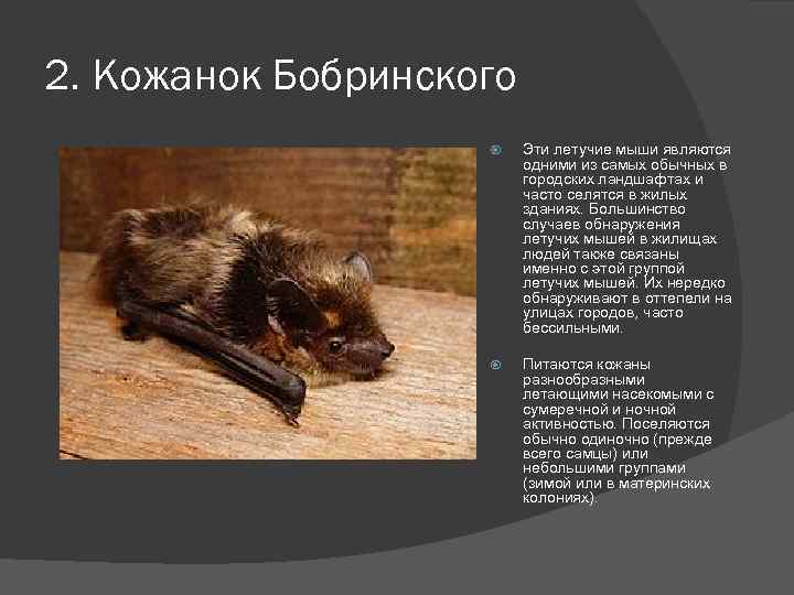 2. Кожанок Бобринского Эти летучие мыши являются одними из самых обычных в городских ландшафтах