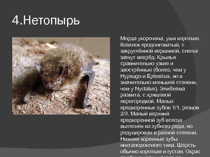 4. Нетопырь Морда укорочена, уши короткие. Козелок продолговатый, с закруглённой вершиной, слегка загнут вперёд.