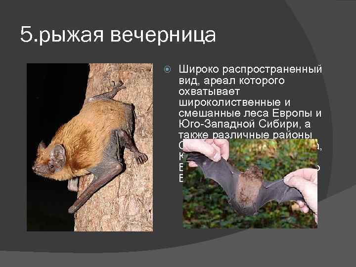 5. рыжая вечерница Широко распространенный вид, ареал которого охватывает широколиственные и смешанные леса Европы